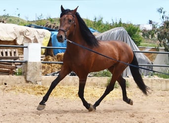 PRE Mix, Stallion, 5 years, 16.2 hh, Brown