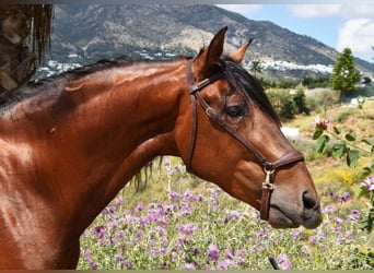 PRE Mix, Stallion, 5 years, 16.2 hh, Brown