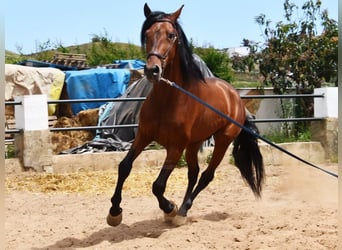 PRE Mix, Stallion, 5 years, 16.2 hh, Brown