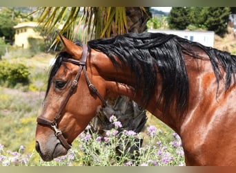 PRE Mix, Stallion, 5 years, 16.2 hh, Brown