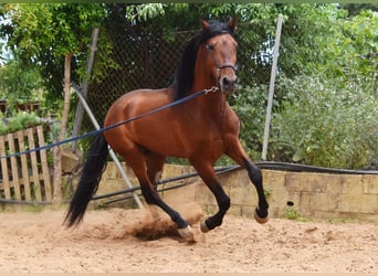 PRE Mix, Stallion, 5 years, 16.2 hh, Brown