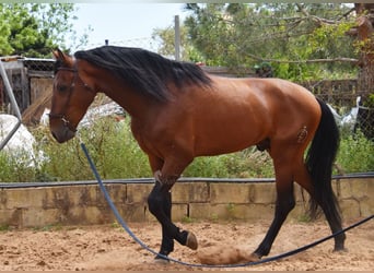 PRE Mix, Stallion, 5 years, 16.2 hh, Brown