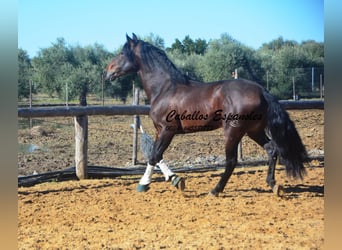 PRE, Stallion, 5 years, 16.2 hh, Brown