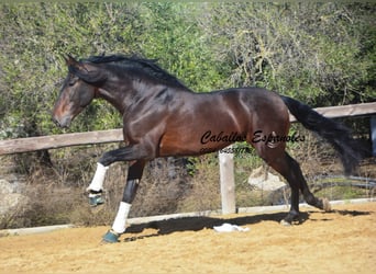 PRE, Stallion, 5 years, 16.2 hh, Brown