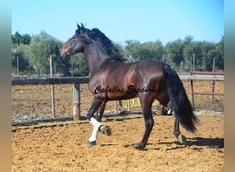 PRE, Stallion, 5 years, 16.2 hh, Brown