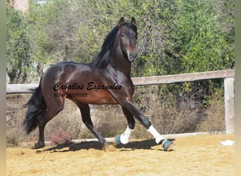 PRE, Stallion, 5 years, 16.2 hh, Brown