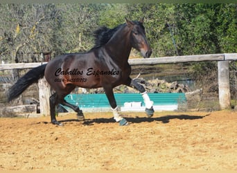 PRE, Stallion, 5 years, 16.2 hh, Brown