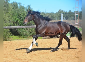 PRE, Stallion, 5 years, 16.2 hh, Brown