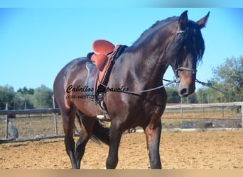 PRE, Stallion, 5 years, 16.2 hh, Brown