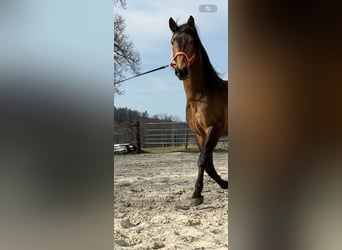 PRE Mix, Stallion, 5 years, 16.2 hh, Buckskin