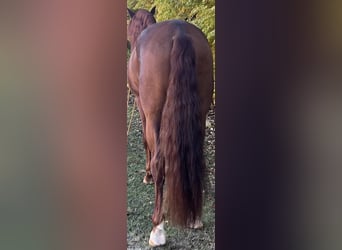 PRE, Stallion, 5 years, 16,2 hh, Chestnut-Red