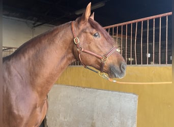 PRE, Stallion, 5 years, 16,2 hh, Chestnut-Red