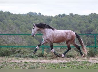 PRE Mix, Stallion, 5 years, 16.2 hh