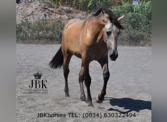 PRE Mix, Stallion, 5 years, 16.2 hh, Dun