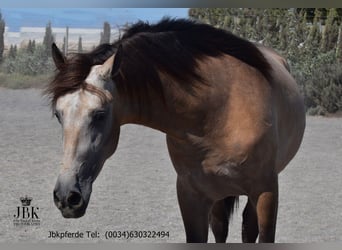 PRE Mix, Stallion, 5 years, 16.2 hh, Dun
