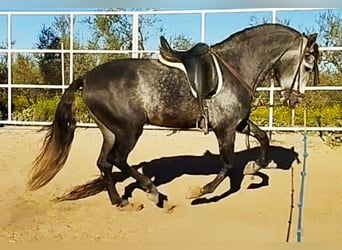 PRE, Stallion, 5 years, 16.2 hh, Gray-Dapple