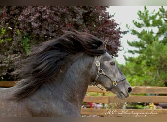 PRE, Stallion, 5 years, 16.2 hh, Gray-Dark-Tan