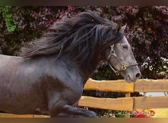 PRE, Stallion, 5 years, 16,2 hh, Gray-Dark-Tan