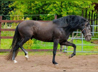 PRE, Stallion, 5 years, 16.2 hh, Gray-Dark-Tan
