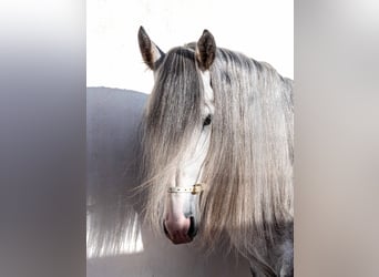 PRE, Stallion, 5 years, 16.2 hh, Gray
