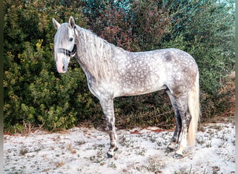 PRE, Stallion, 5 years, 16.2 hh, Gray