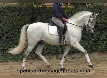 PRE, Stallion, 5 years, 16,2 hh, Gray