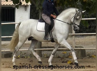 PRE, Stallion, 5 years, 16,2 hh, Gray