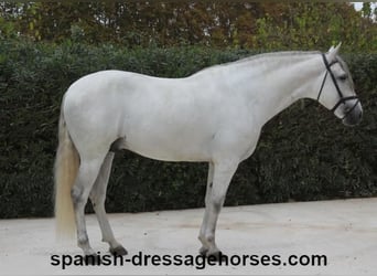 PRE, Stallion, 5 years, 16,2 hh, Gray