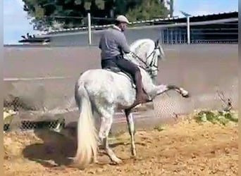 PRE, Stallion, 5 years, 16.2 hh, Grey