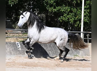 PRE Mix, Stallion, 5 years, 16.2 hh, Grey