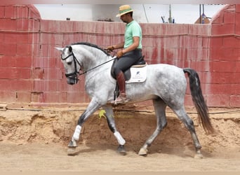 PRE, Stallion, 5 years, 16.2 hh, Grey