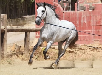 PRE, Stallion, 5 years, 16.2 hh, Grey