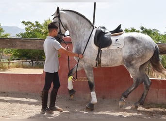PRE, Stallion, 5 years, 16.2 hh, Grey