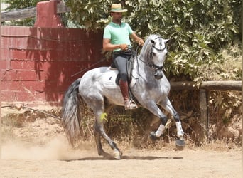 PRE, Stallion, 5 years, 16.2 hh, Grey