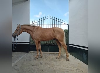 PRE Mix, Stallion, 5 years, 16.2 hh, Palomino