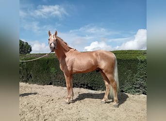 PRE Mix, Stallion, 5 years, 16.2 hh, Palomino