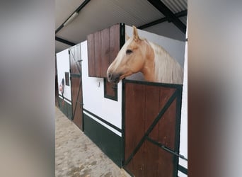 PRE Mix, Stallion, 5 years, 16.2 hh, Palomino