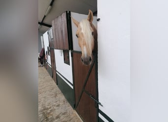 PRE Mix, Stallion, 5 years, 16.2 hh, Palomino