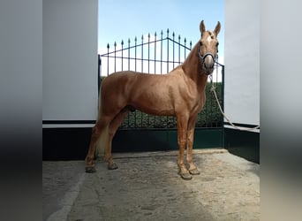 PRE Mix, Stallion, 5 years, 16.2 hh, Palomino