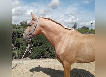 PRE Mix, Stallion, 5 years, 16.2 hh, Palomino