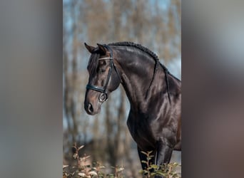 PRE Mix, Stallion, 5 years, 16.2 hh, Smoky-Black