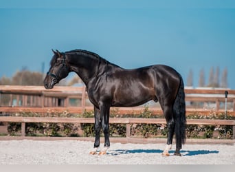 PRE Mix, Stallion, 5 years, 16.2 hh, Smoky-Black