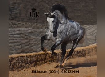 PRE, Stallion, 5 years, 16.3 hh, Grey-Dapple