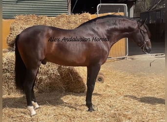 PRE Mix, Stallion, 5 years, 16 hh, Bay-Dark