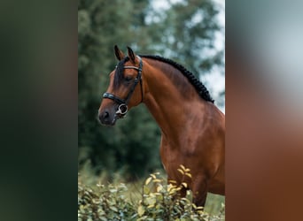 PRE Mix, Stallion, 5 years, 16 hh, Bay-Dark