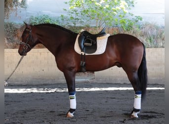 PRE, Stallion, 5 years, 16 hh, Bay-Dark