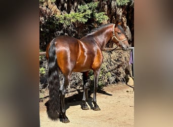 PRE, Stallion, 5 years, 16 hh, Bay