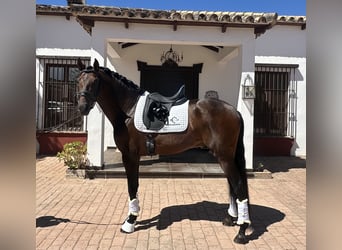 PRE, Stallion, 5 years, 16 hh, Bay