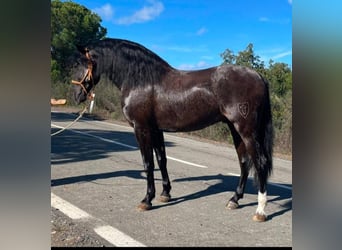 PRE, Stallion, 5 years, 16 hh, Black