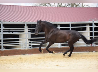PRE, Stallion, 5 years, 16 hh, Black
